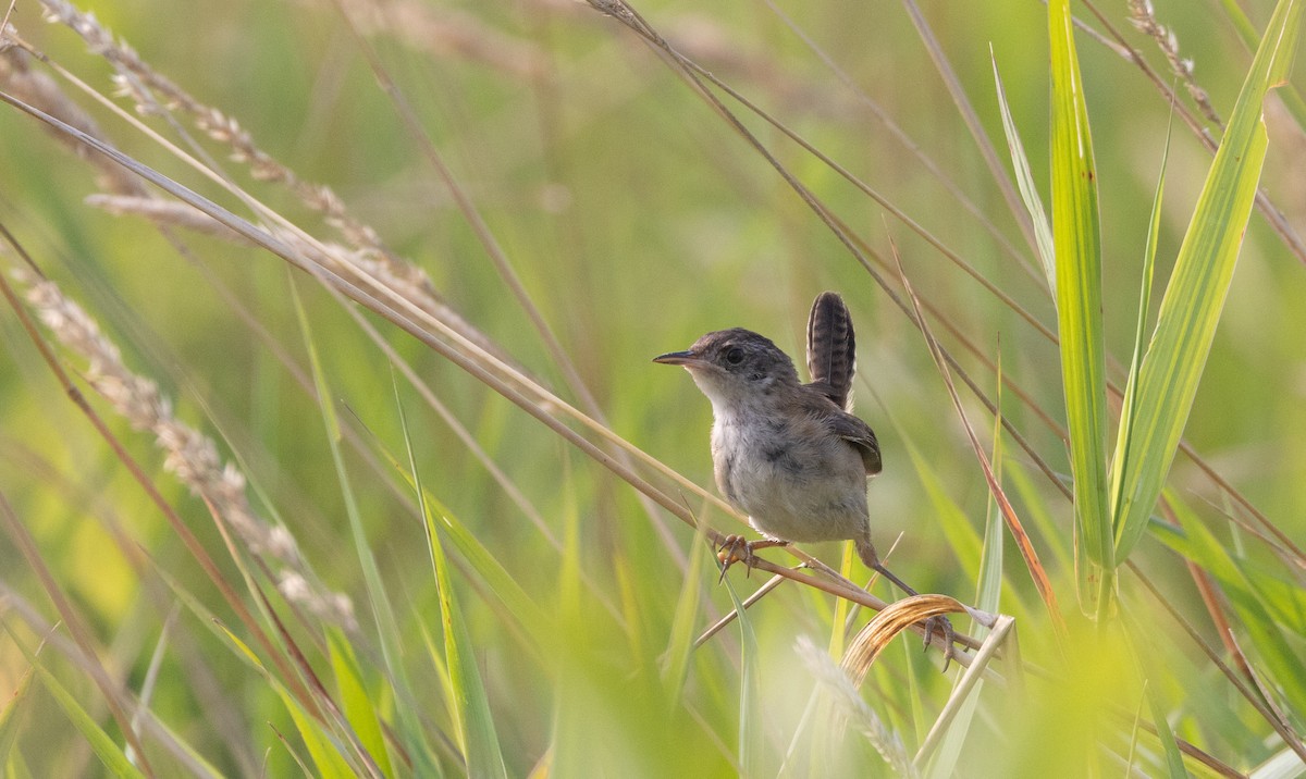 Marsh Wren (palustris Group) - ML640132765