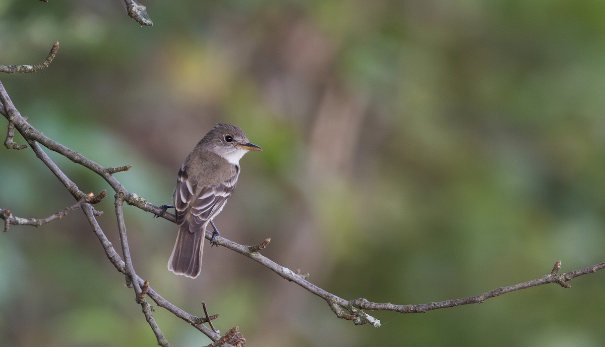 Willow Flycatcher - ML640132766