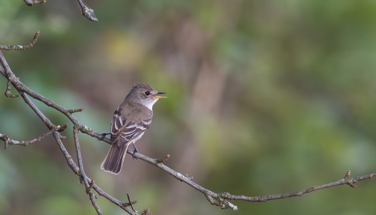 Willow Flycatcher - ML640132767