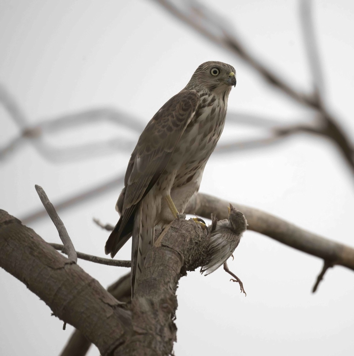 Shikra - ML640132807