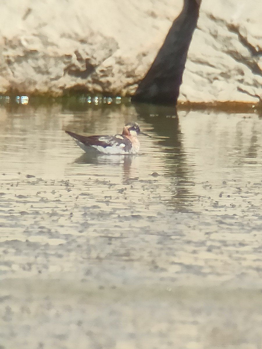 Нарийн сэлээхэй - ML640132903