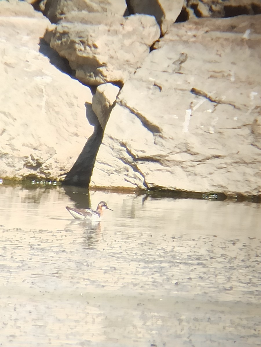 Нарийн сэлээхэй - ML640132904