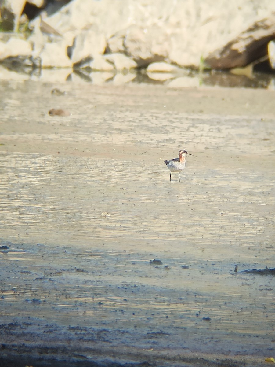 Нарийн сэлээхэй - ML640132905