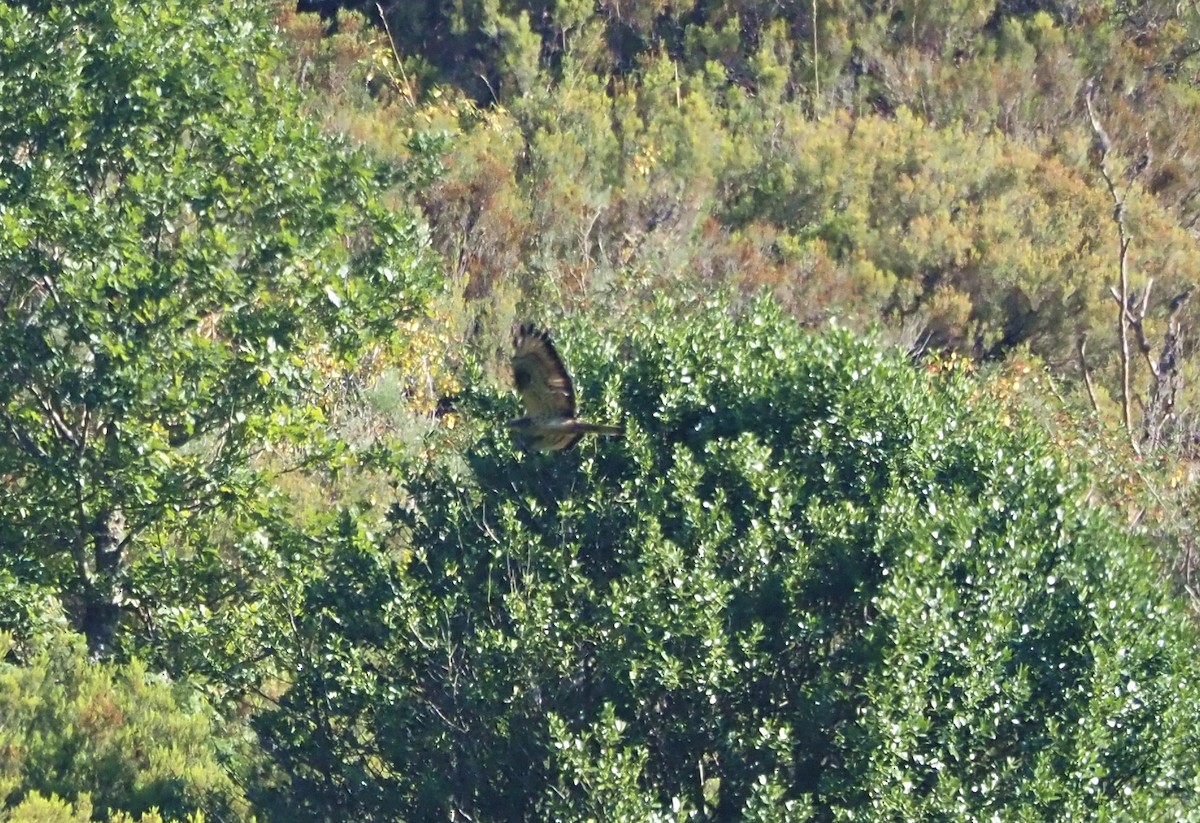 Балч гоорбис - ML640132929