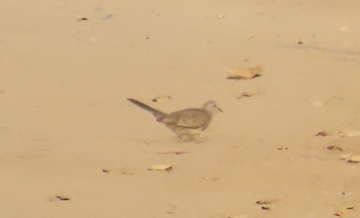 Inca Dove - ML640132967