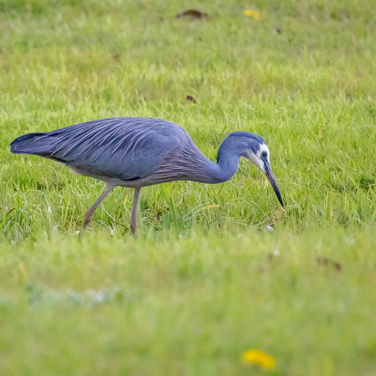 hvitmaskehegre - ML640132985