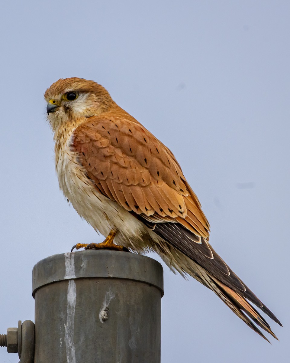 Nankeen Kestrel - ML640133067