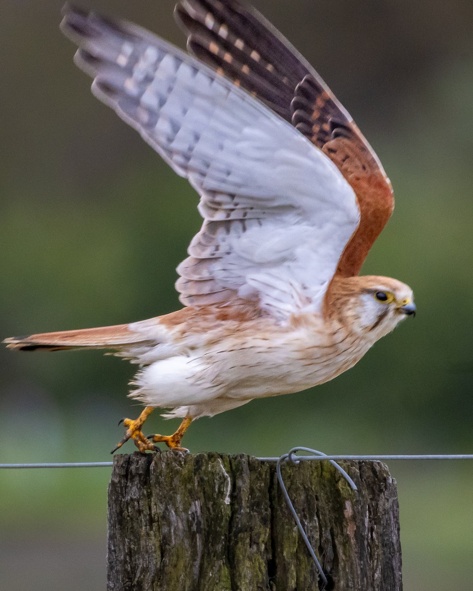 Nankeen Kestrel - ML640133068