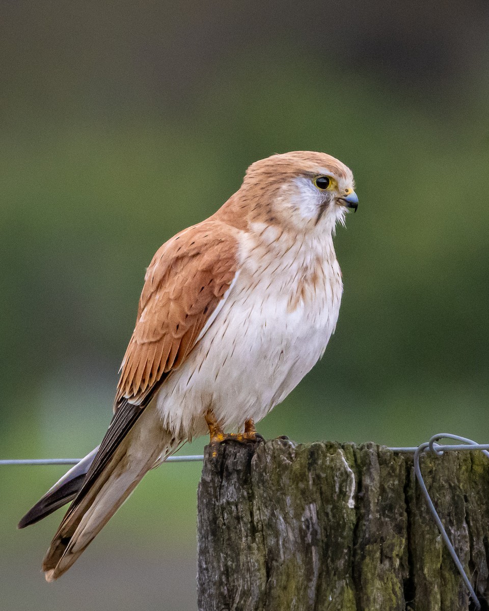 Nankeen Kestrel - ML640133069