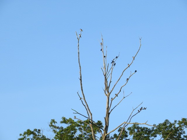 Purple Martin - ML640133094