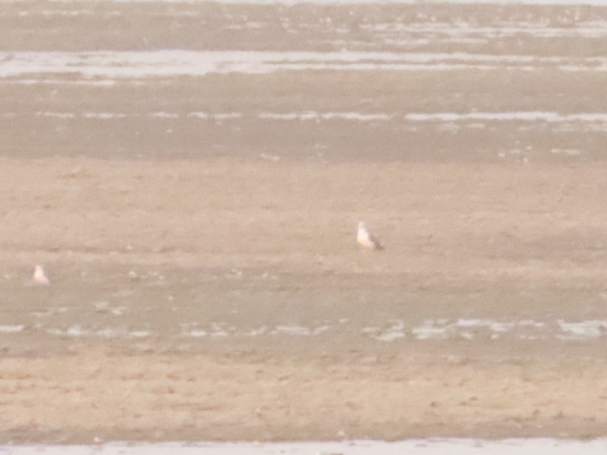 Yellow-footed Gull - ML640133219