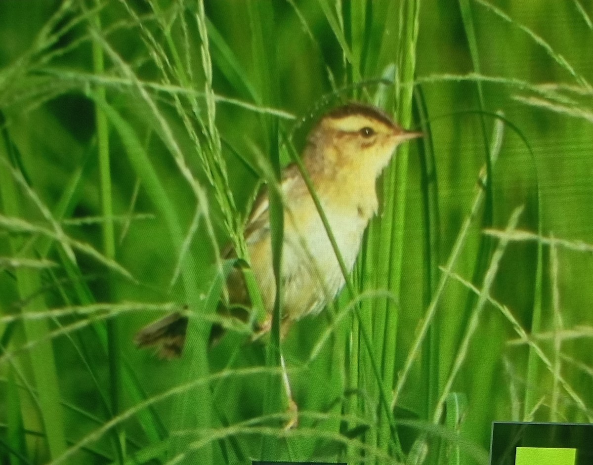 Aquatic Warbler - ML640133243