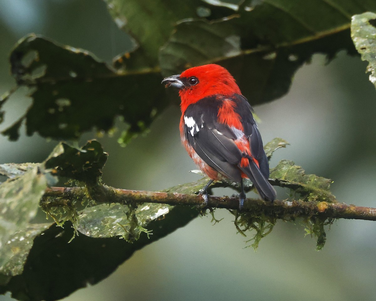 White-winged Tanager - ML640133245