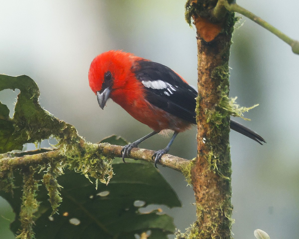 White-winged Tanager - ML640133246