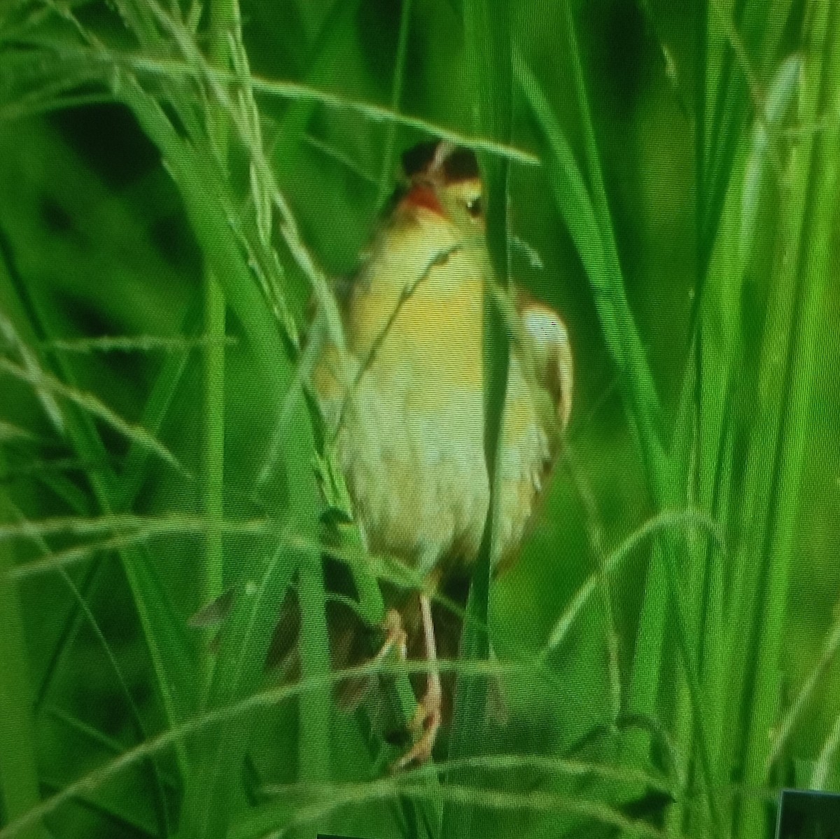 Aquatic Warbler - ML640133252