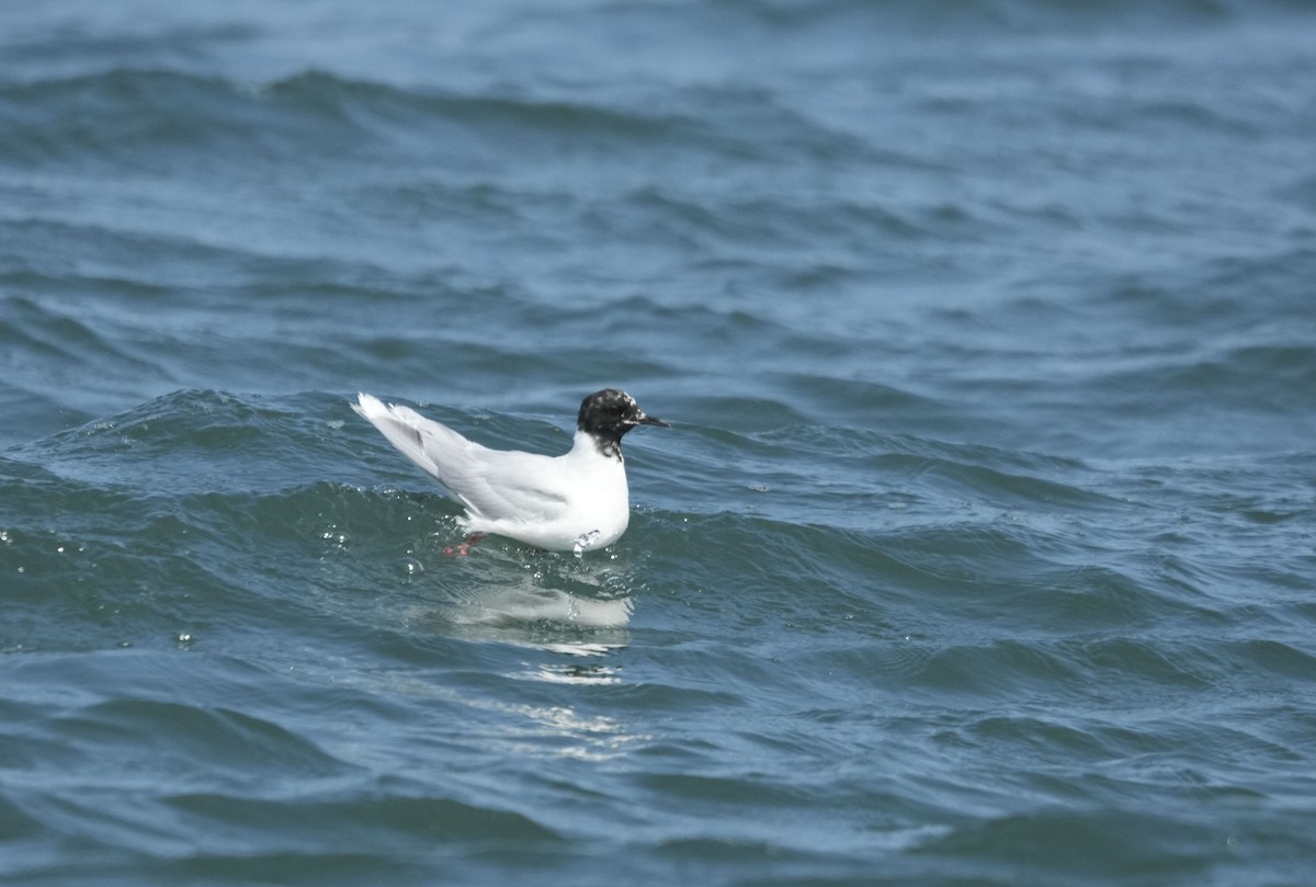 Little Gull - ML640133301