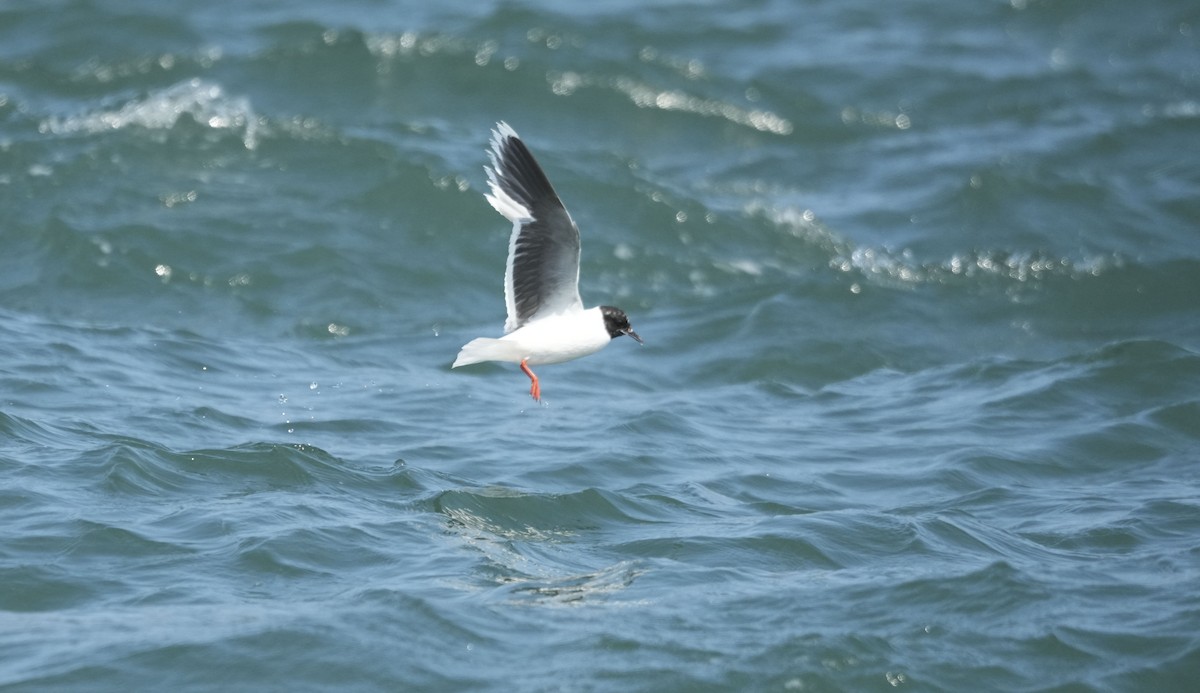 Little Gull - ML640133302