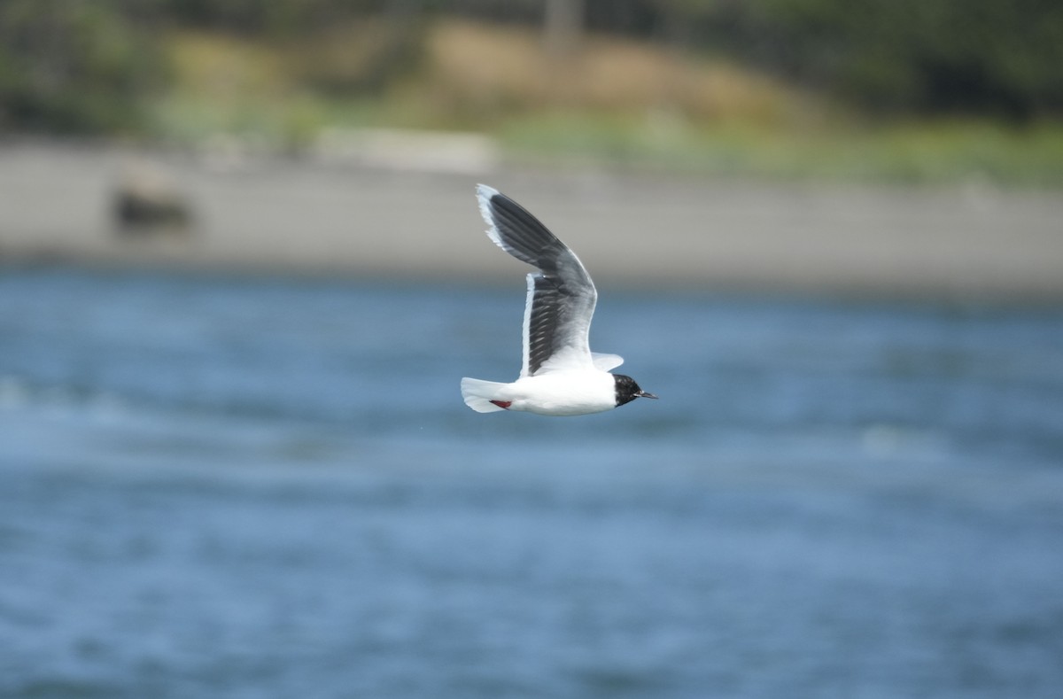 Little Gull - ML640133303