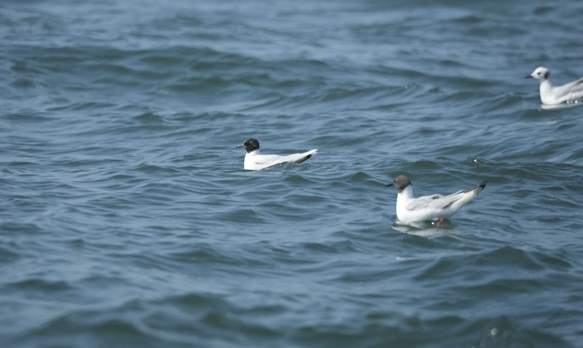 Little Gull - ML640133304