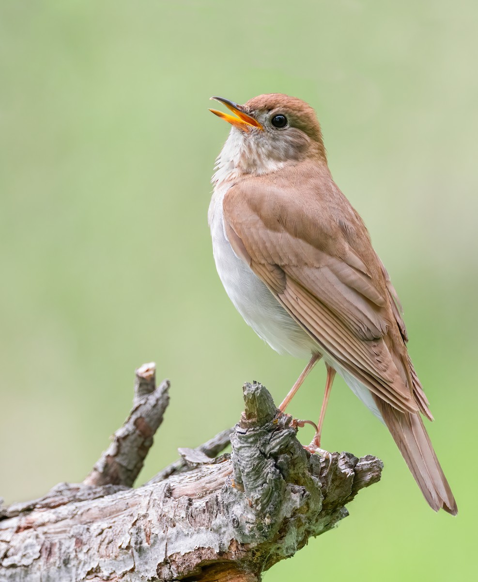 Veery - ML640133343