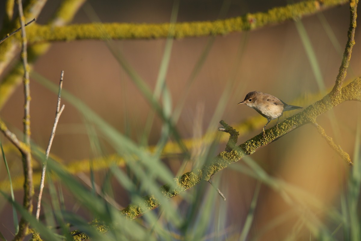 Common Reed Warbler (Common) - ML640133463