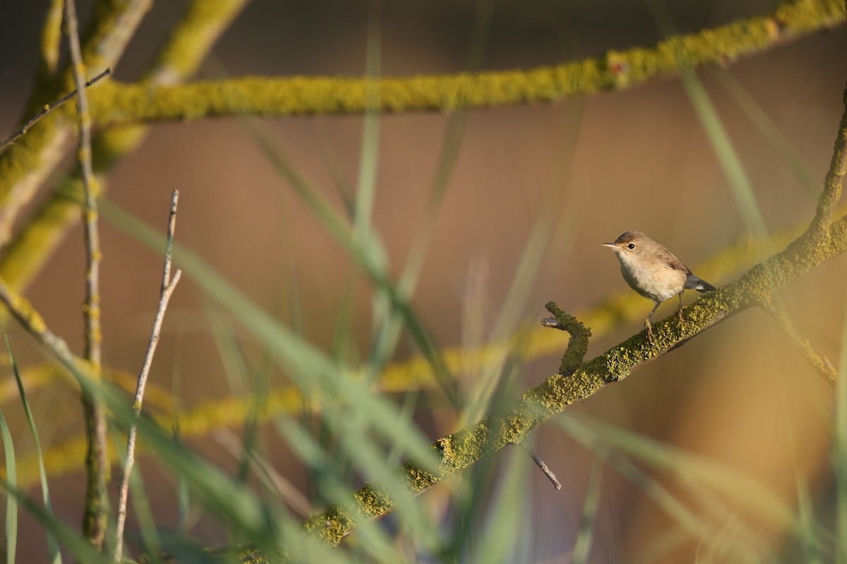 Common Reed Warbler (Common) - ML640133464