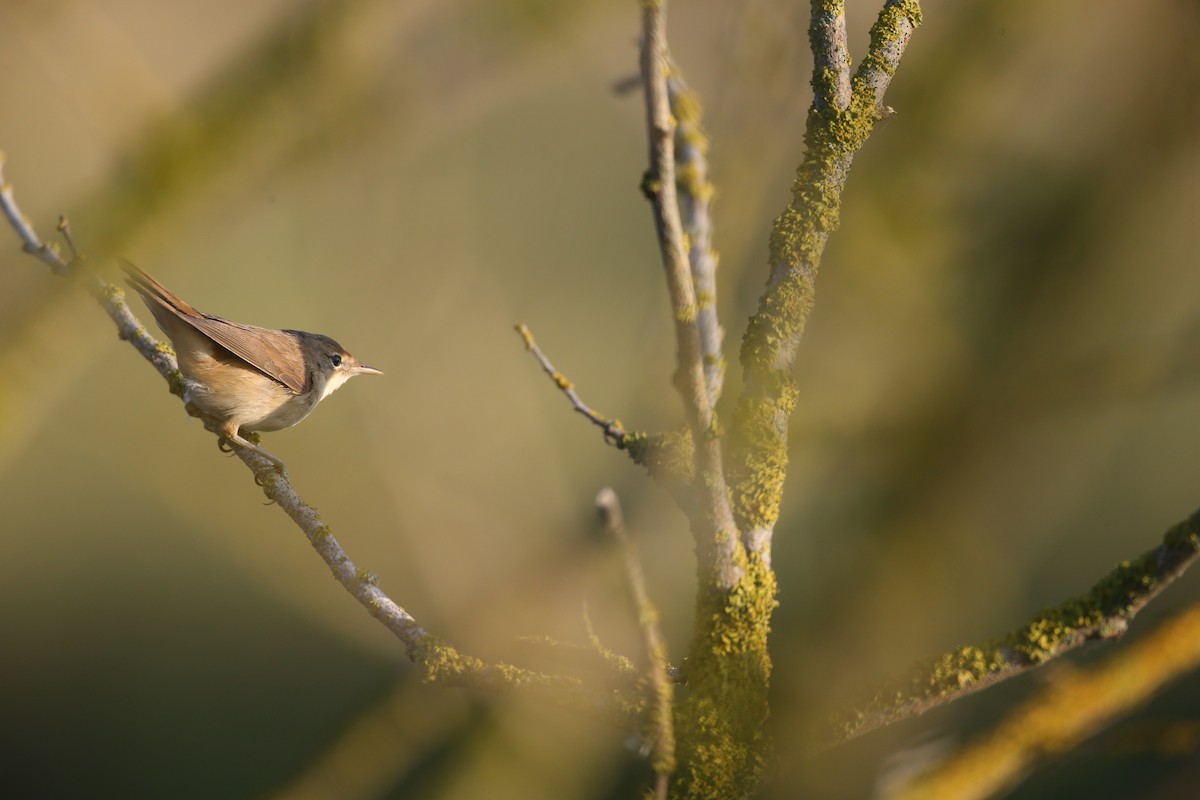 Common Reed Warbler (Common) - ML640133469
