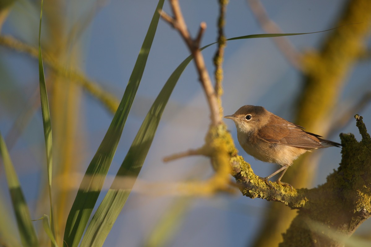Common Reed Warbler (Common) - ML640133476