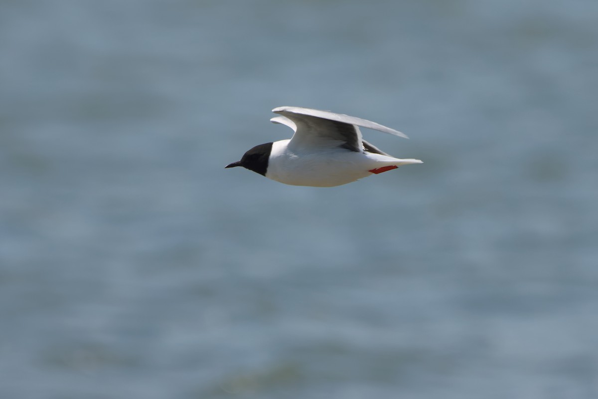 Little Gull - ML640133478