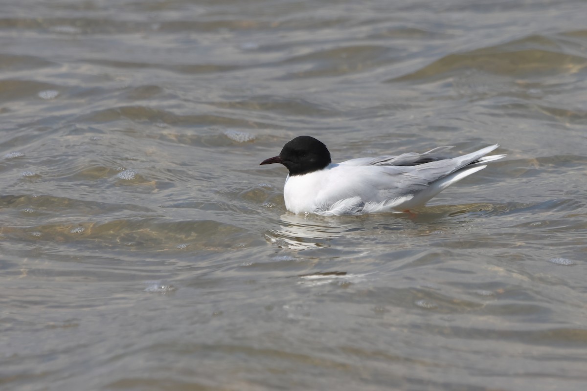 Little Gull - ML640133481
