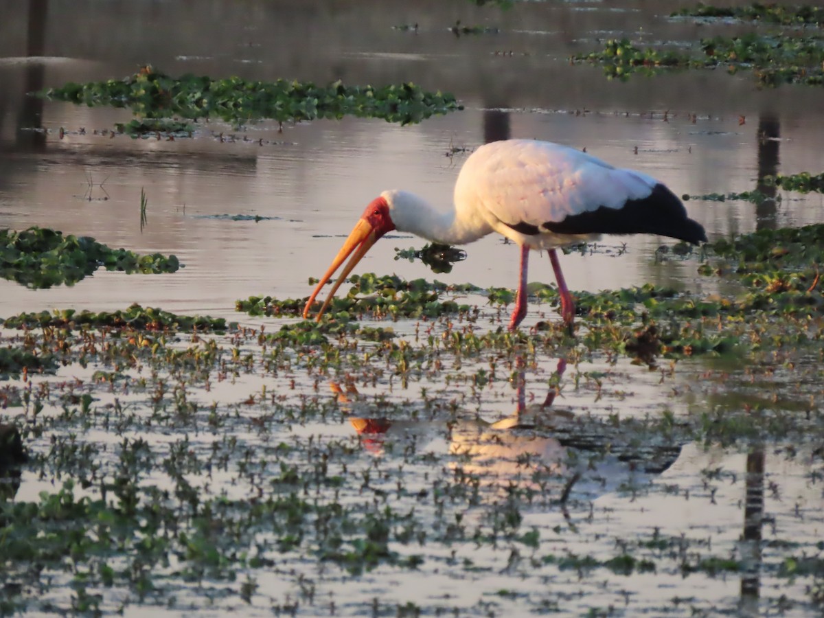 Yellow-billed Stork - ML640133526