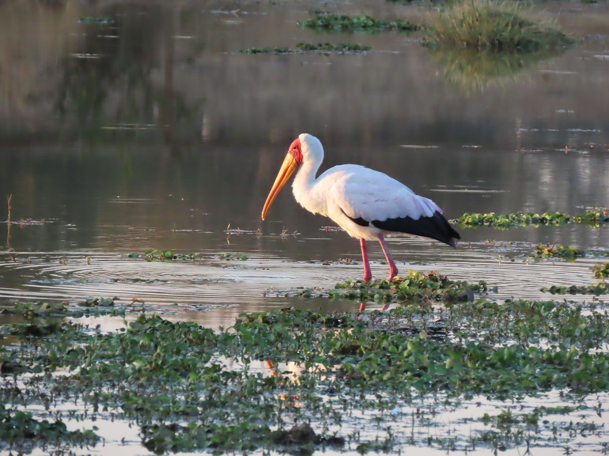 Yellow-billed Stork - ML640133536