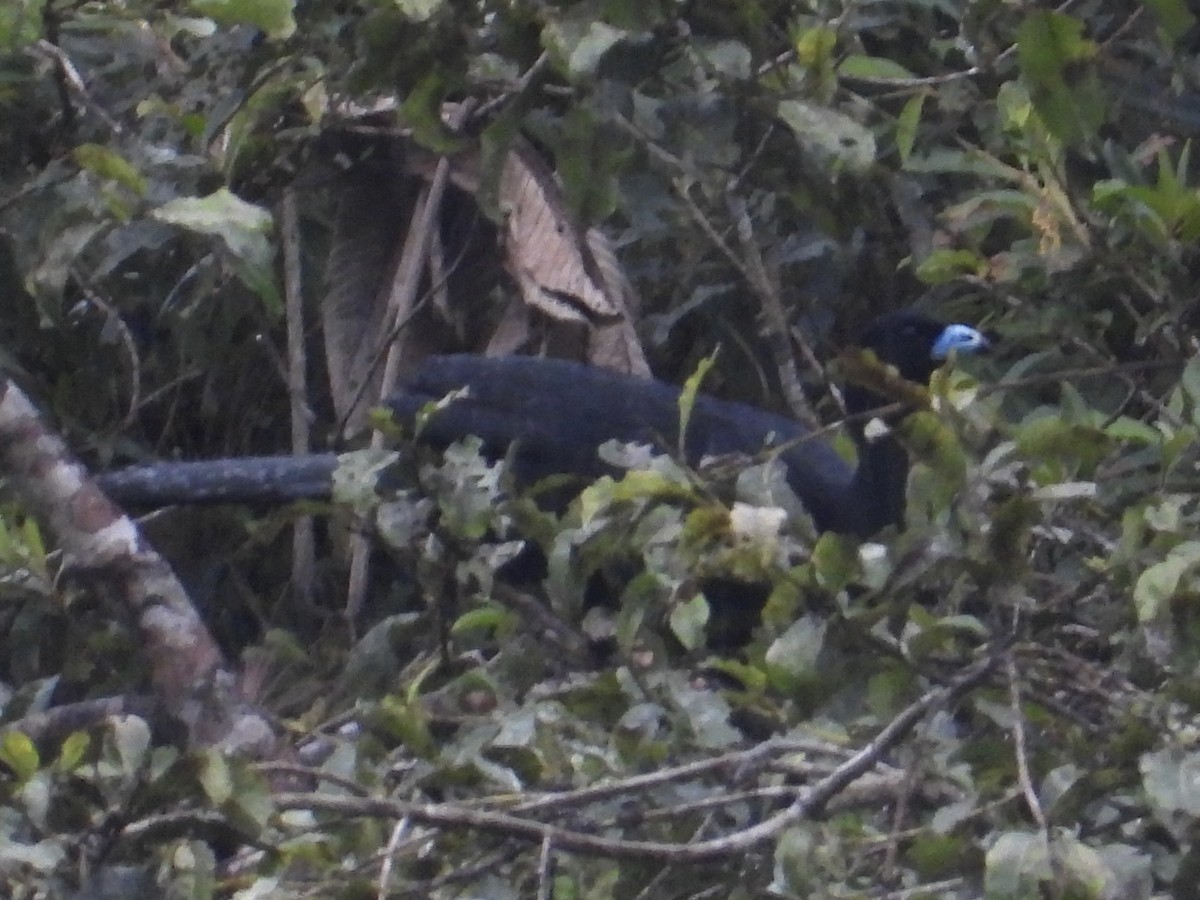 Wattled Guan - ML640133711