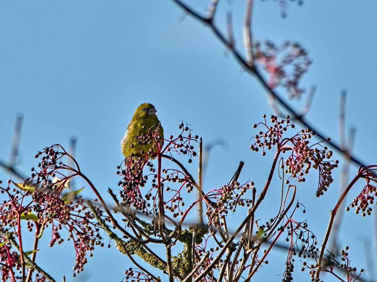 European Greenfinch - ML640133726