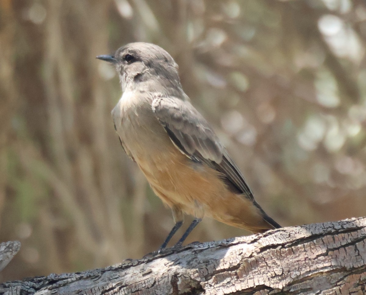 Say's Phoebe - ML640133740