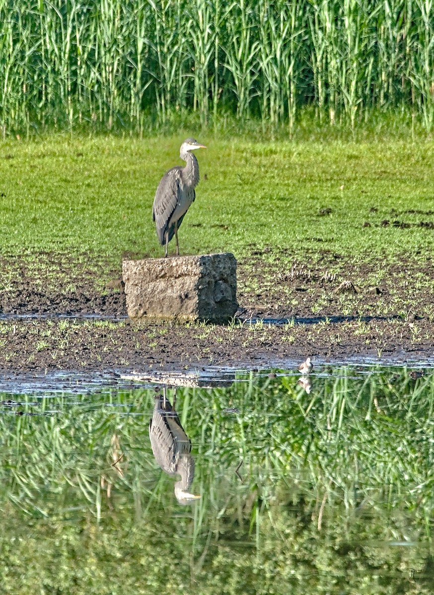 Gray Heron - ML640133805