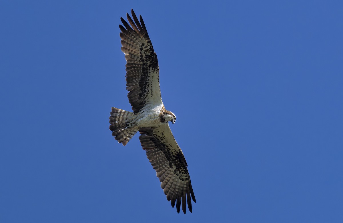Osprey - ML640133819