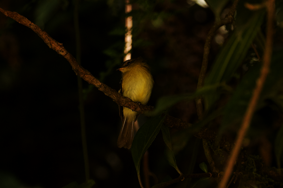 Ochraceous-breasted Flycatcher - ML640133824