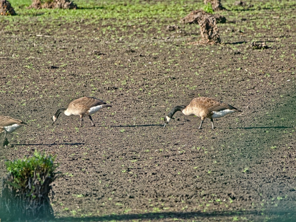 Canada Goose - ML640133838