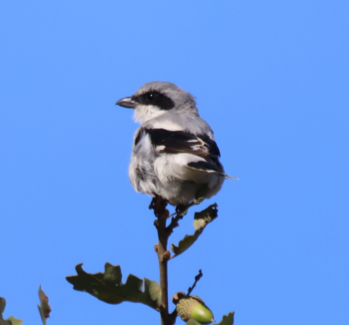 Loggerhead Shrike - ML640133858