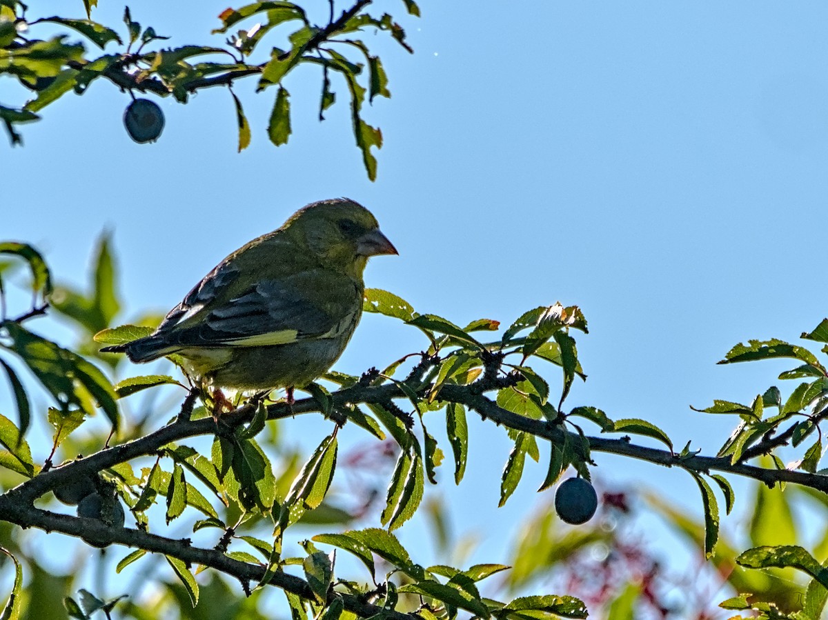 European Greenfinch - ML640133860