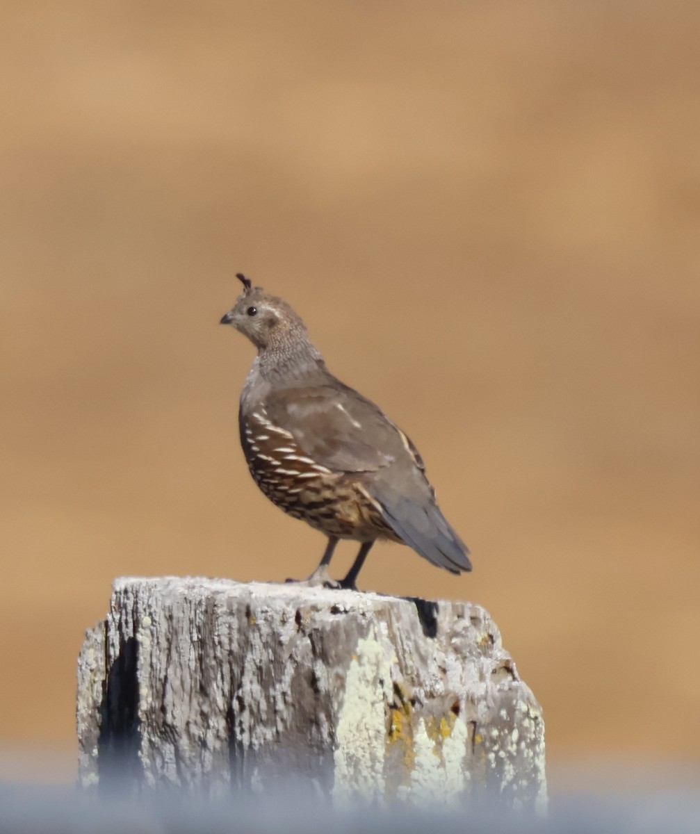 California Quail - ML640133881