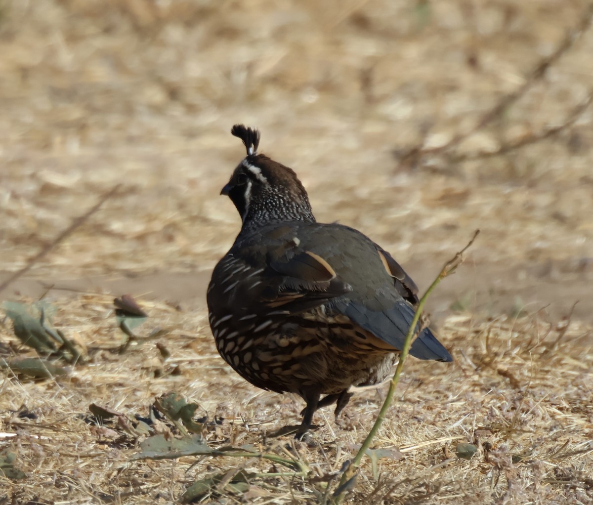 California Quail - ML640133882