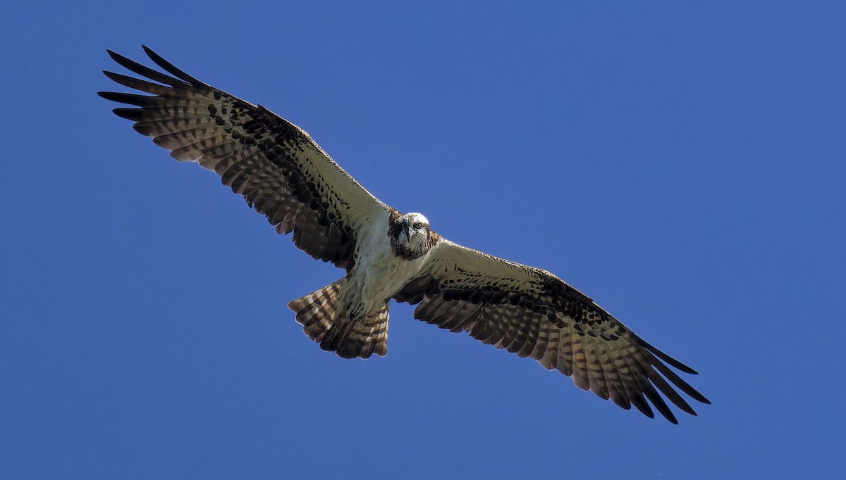 Osprey - ML640133923