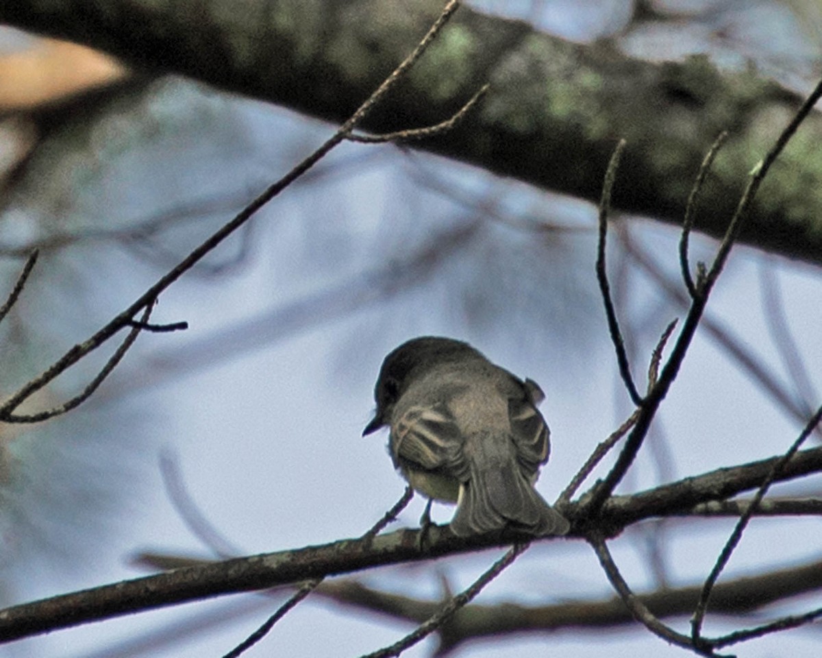Eastern Phoebe - ML640133930