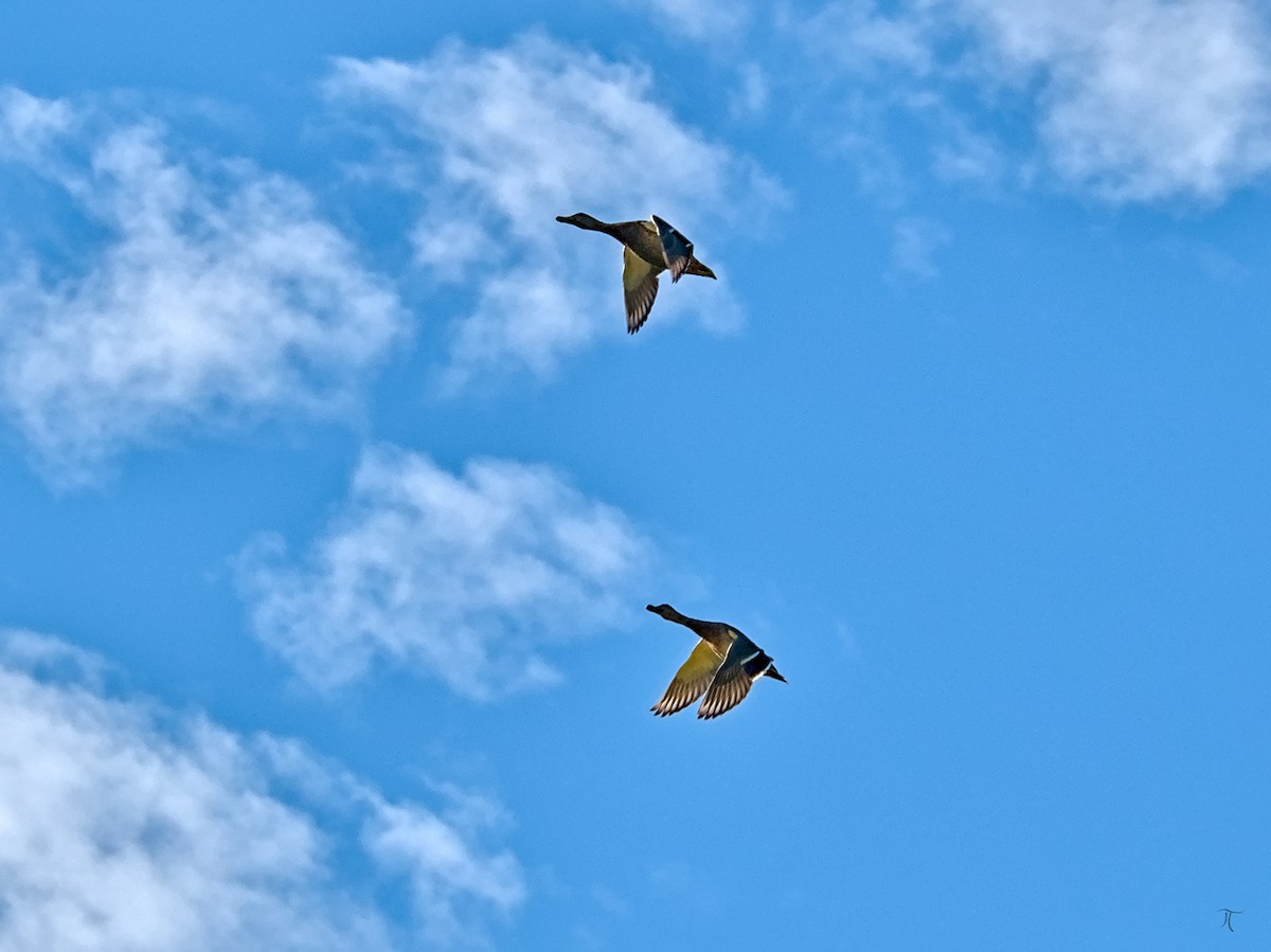 Mallard - ML640133946