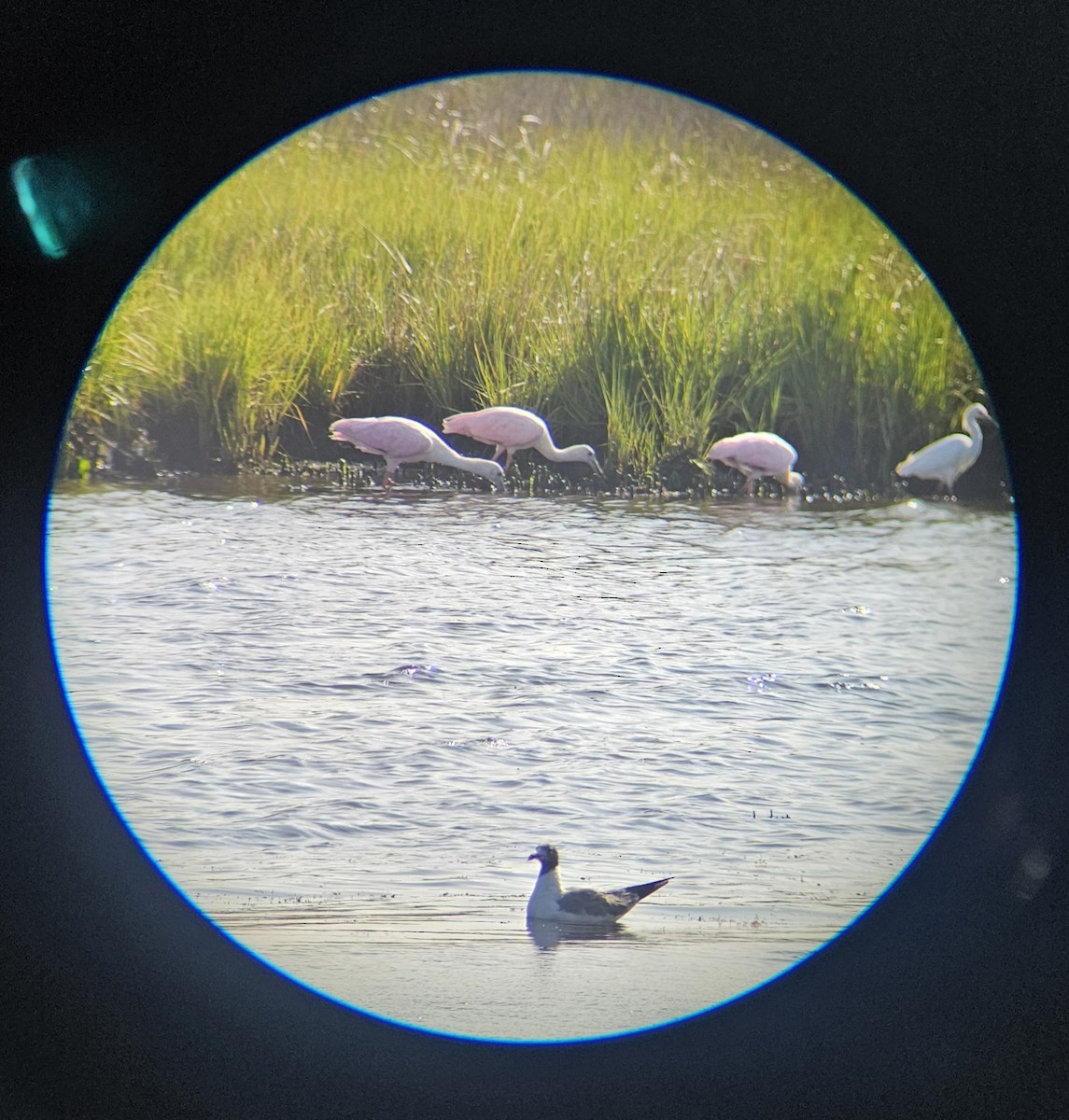 Roseate Spoonbill - ML640133958
