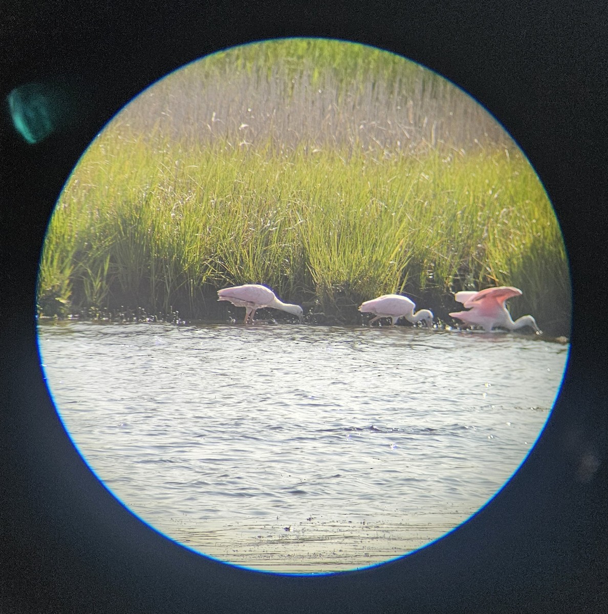 Roseate Spoonbill - ML640133959