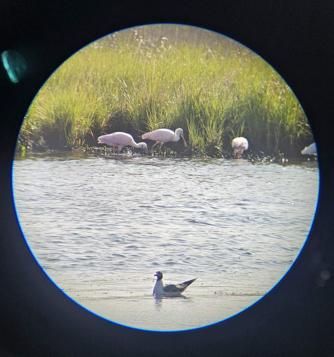 Roseate Spoonbill - ML640133960
