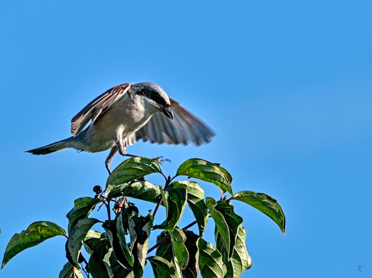 Red-backed Shrike - ML640134006